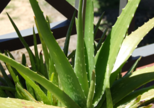 aloevera