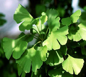 ginkgo