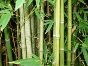 bamboo