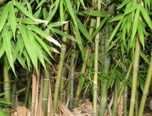 bamboo1