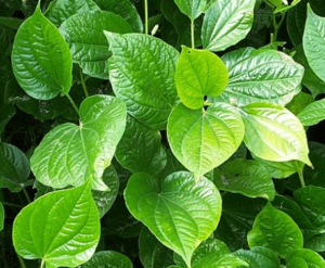 betelleaf