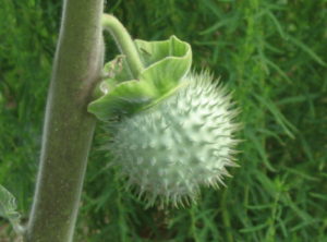 datura