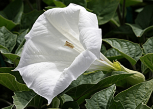 datura1