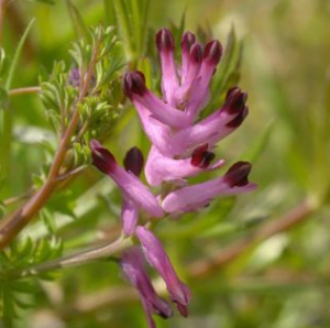 fumitory