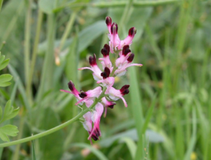 fumitory1