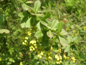 barberry