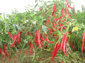 redchili1