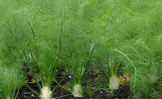 Medicinal use of Eyebright, Fennel and Fenugreek