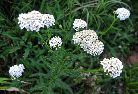 Medicinal use of Yarrow in in Measles, Chickenpox, Smallpox, Hair Fall,  Leucorrhoea