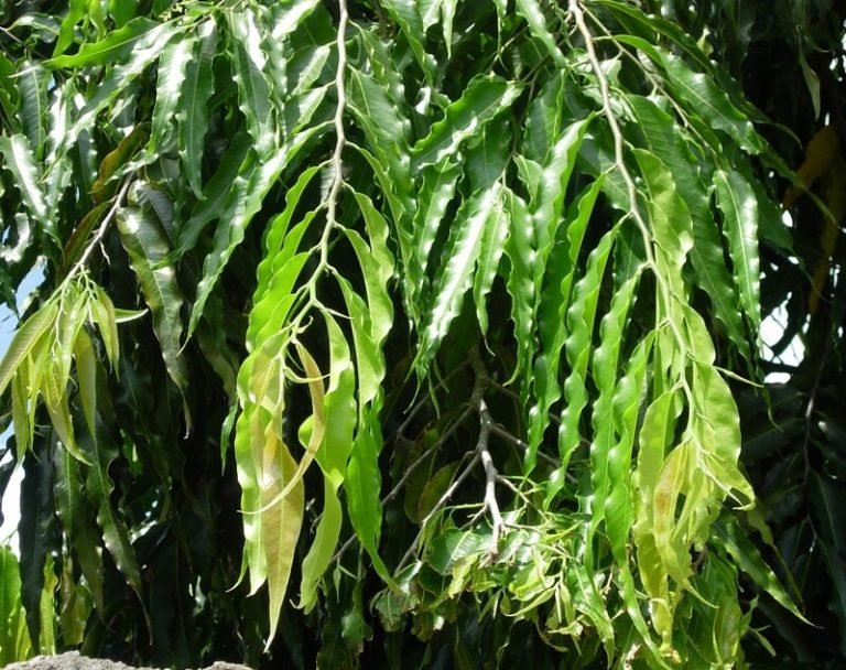 “Ashoka Tree” Medicinal uses and Health Benefits, Dosage, Facts