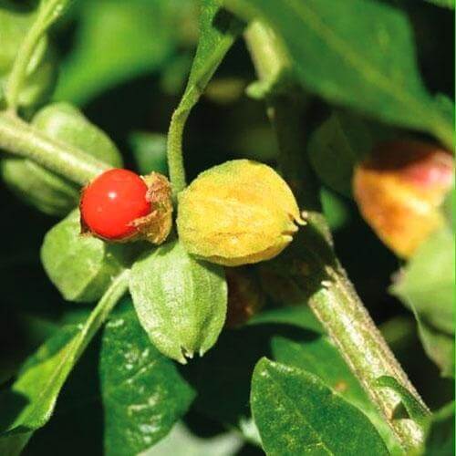 Ashwagandha Tree Medicinal Benefits